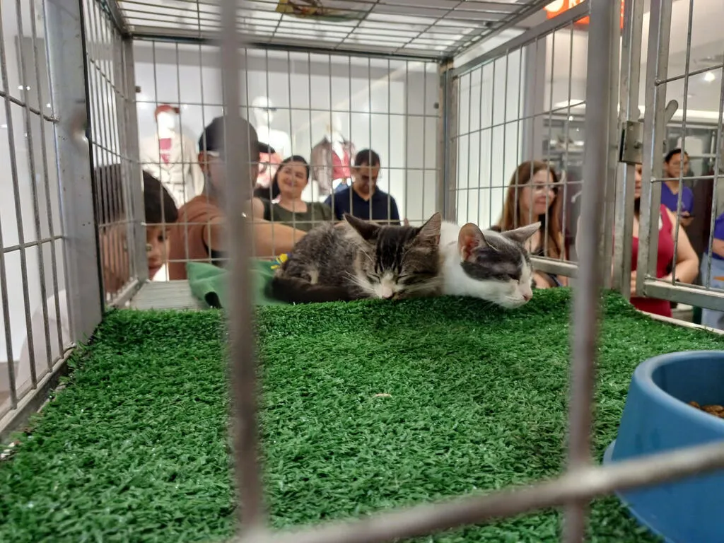 Domingo tem feira de adoção pet no Shopping Praça Nova Araçatuba